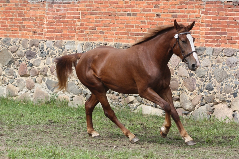 Tori mära Vembu